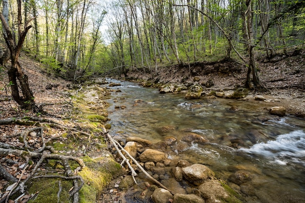 Fiume di montagna nella riserva naturale del parco nazionale protezione di foreste e bacini idrici