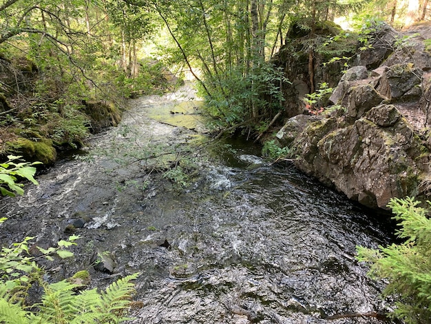 Fiume di montagna nella riserva nazionale chiaro fiume tra pietre e montagne in un parco nella foresta