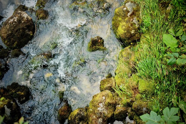 Fiume di montagna sotto gli alberi verdi Pietre nell'acqua L'Abkhazia è un paese dell'anima