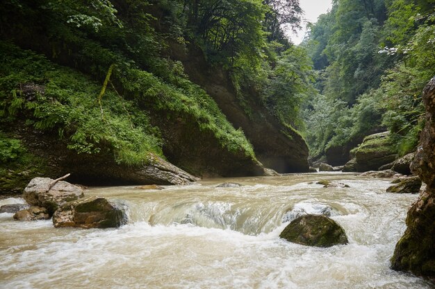 Fiume di montagna, vegetazione, rocce bagnate, rocce e foresta pluviale, paesaggio forestale estivo