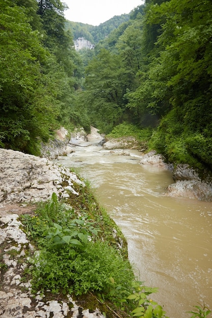 Fiume di montagna, vegetazione, rocce bagnate, rocce e foresta pluviale, paesaggio forestale estivo