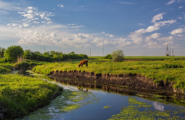 Fiume e nuvole dell'erba verde