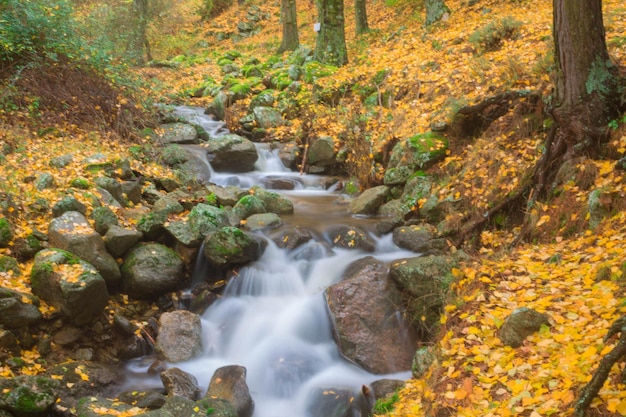 Fiume, effetto seta, foglie cadute.