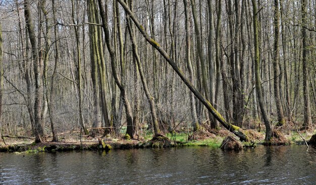 Fiume forestale in primavera alluvione nella foresta