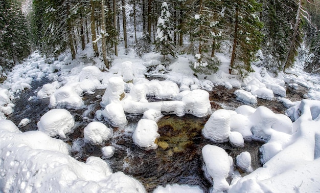 Fiume ghiacciato nella foresta invernale