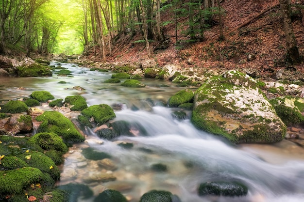 Fiume in montagna in estate. Flusso d'acqua nella foresta. Composizione della natura