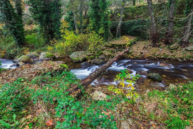 Fiume in una foresta a Caceres, Estremadura, Spagna