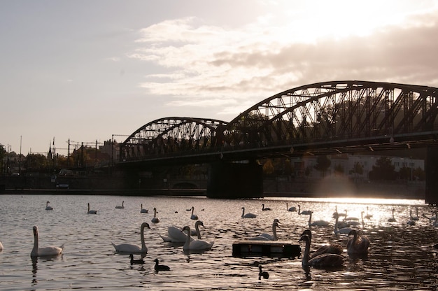 Fiume Moldava a Praga e cigni sullo sfondo del ponte al tramonto Bella vista panoramica