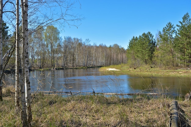 Fiume nei boschi in primavera