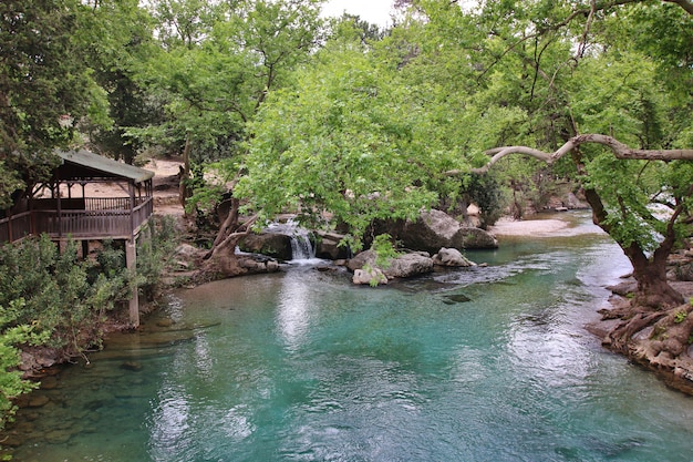 Fiume nel canyon verde