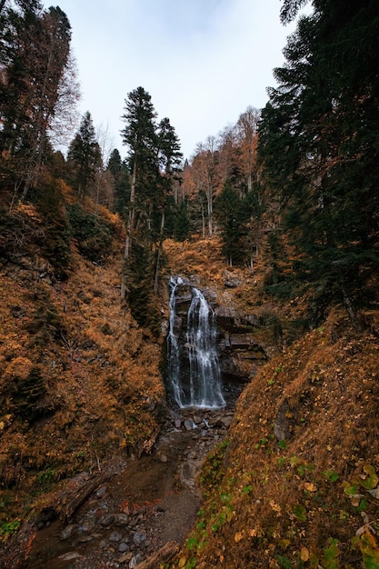 Fiume nel profondo della foresta di montagna. Composizione della natura