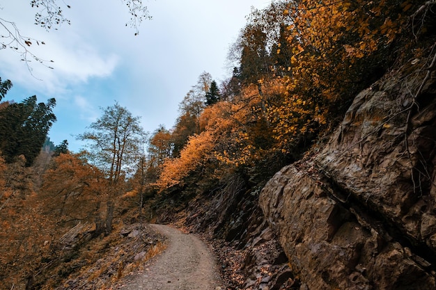 Fiume nel profondo della foresta di montagna. Composizione della natura