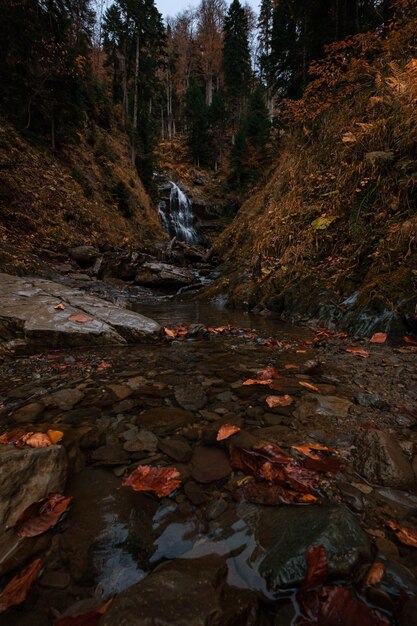 Fiume nel profondo della foresta di montagna. Composizione della natura