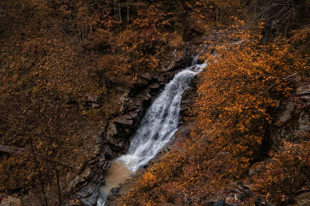 Fiume nel profondo della foresta di montagna. Composizione della natura