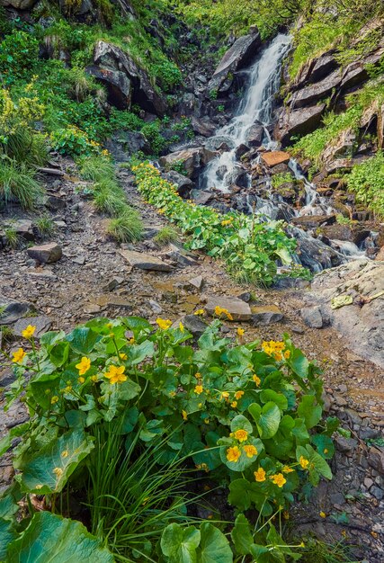 Fiume nel profondo della foresta di montagna