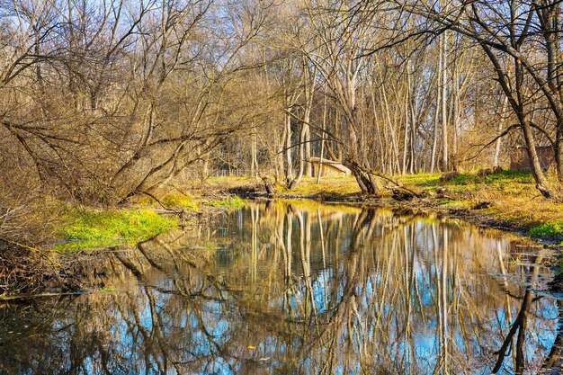 Fiume nella foresta d'autunno