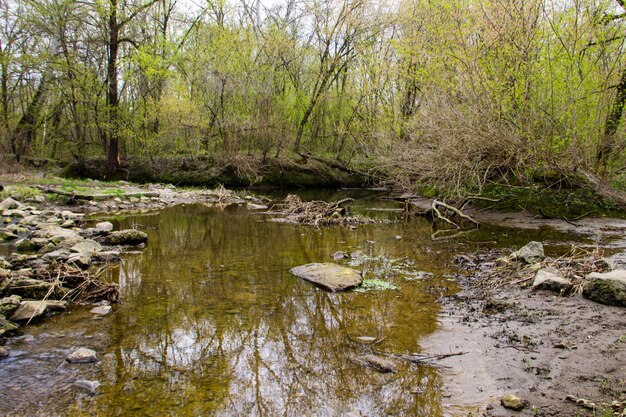 Fiume nella foresta in primavera