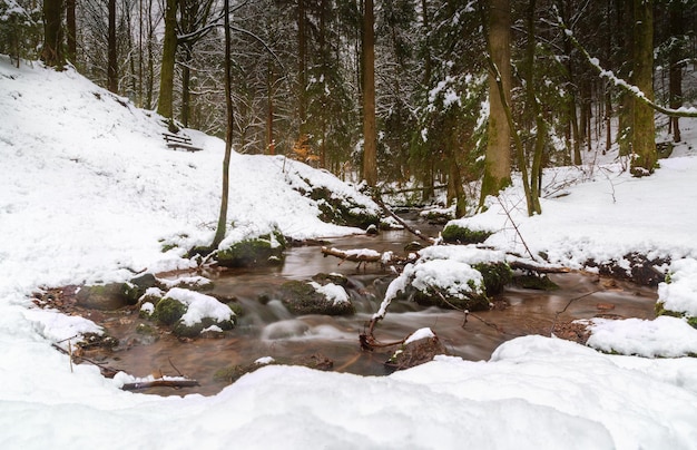 Fiume nella foresta innevata