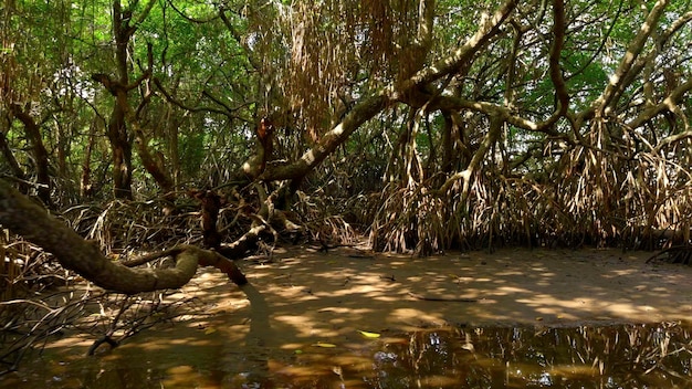 Fiume nella foresta pluviale dell'Australia azione fiume calmo e giungle nella regione estiva calda