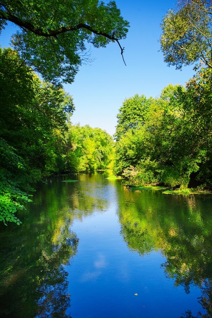 Fiume nella foresta