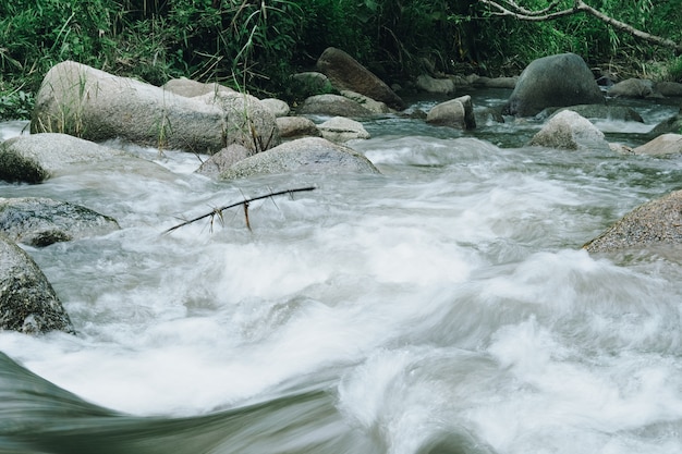 Fiume nella foresta