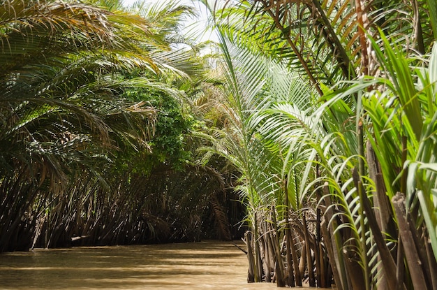 Fiume nella giungla vietnam