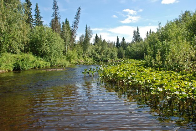 Fiume nelle foreste della Repubblica dei Komi