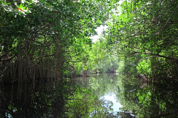 fiume nero in Giamaica