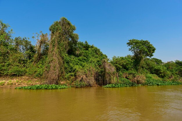 Fiume Pantanal e ecosistema forestale Mato Grosso Brasile