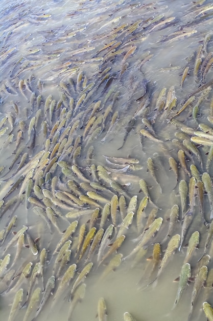 Fiume pieno di carpe, folla di pesci nel fiume.