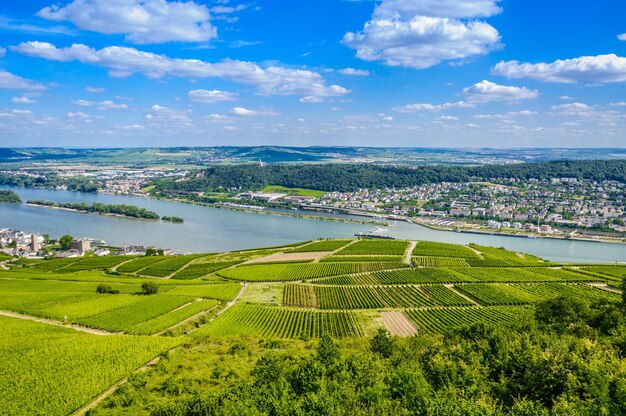 Fiume Reno e vigneti verdi vicino a Bingen am Rhein