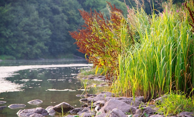 Fiume selvaggio nella foresta