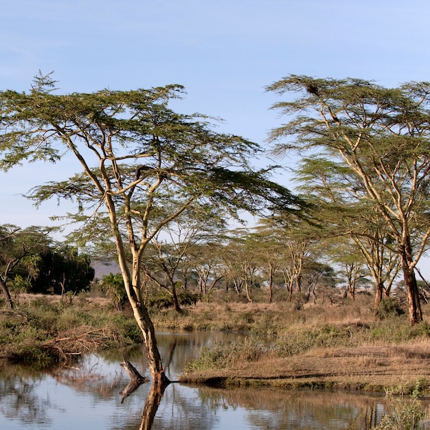 Fiume Seronera, Parco Nazionale del Serengeti, Tanzania, Africa