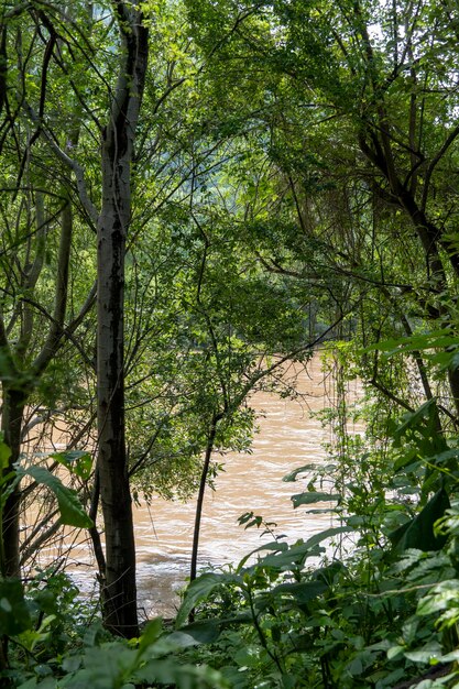 Fiume sporco visto attraverso il burrone huentitan a guadalajara vegetazione verde alberi piante e montagne messico