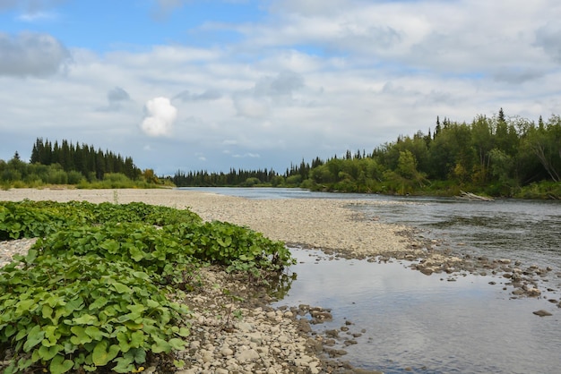 Fiume Taiga nella Repubblica dei Komi