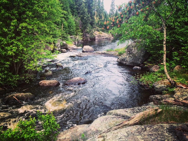 Fiume tra gli alberi della foresta