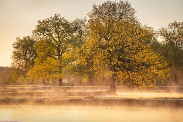 Fiume Ubarc' Bielorussia all'alba