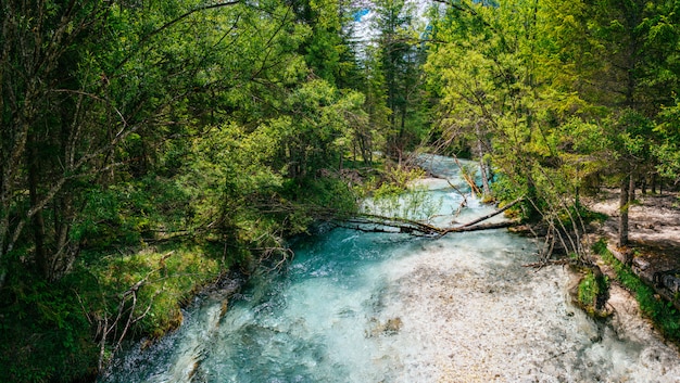 Fiume veloce nella foresta