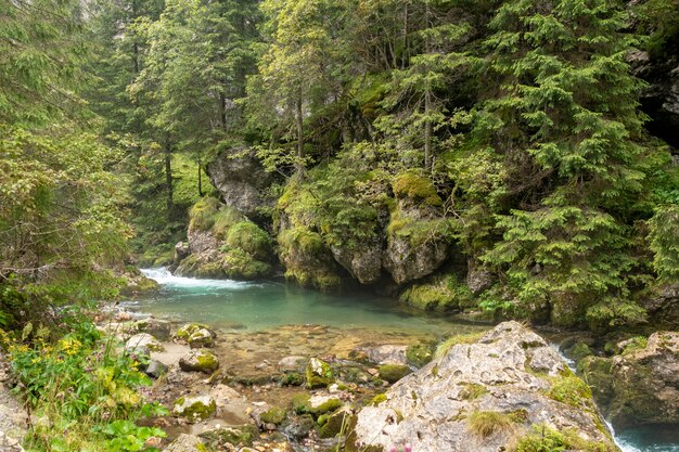 Fiume veloce vicino alla foresta in montagne Bucegi, Romania