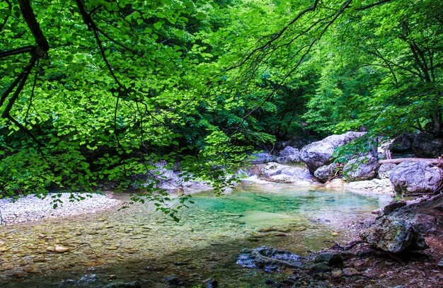 Fiumi di montagna paesaggio nella foresta