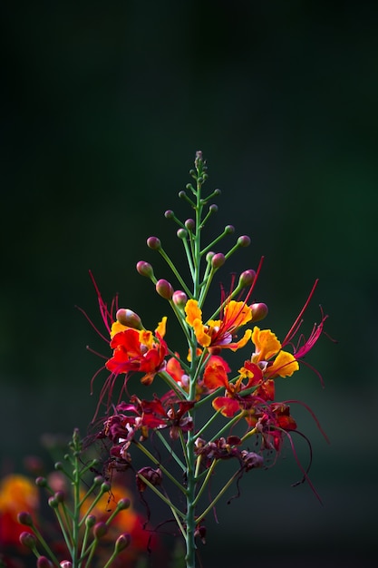 Flam-boyant e The Flame Tree, Royal Poinciana con fiori arancioni brillanti nel parco