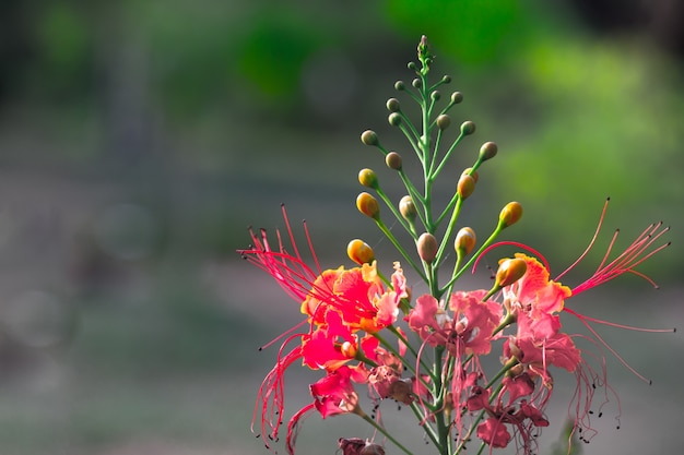 Flamboyant e The Flame Tree Royal Poinciana con fiori arancioni brillanti nel parco