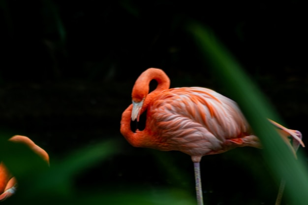 Flamenco