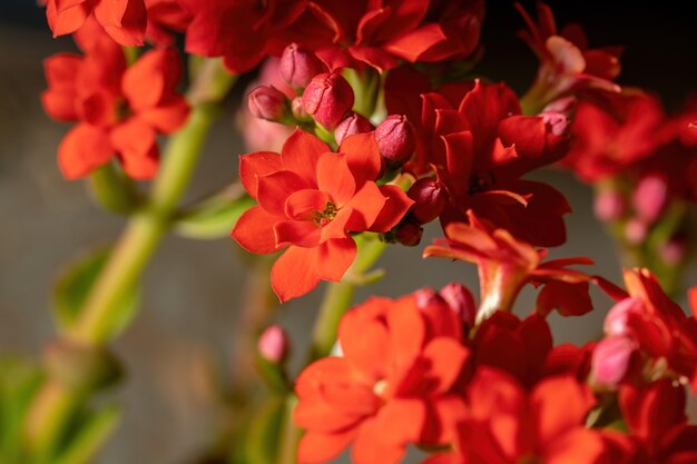 Flaming Katy Red Flower della specie Kalanchoe blossfeldiana con messa a fuoco selettiva