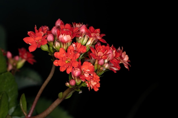 Flaming Katy Red Flower della specie Kalanchoe blossfeldiana con messa a fuoco selettiva