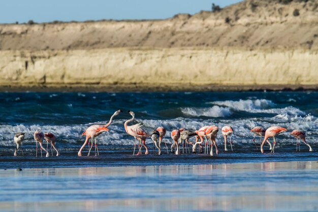 Flamingi che si nutrono alla bassa mareaPenisola ValdesPatagonia Argentina