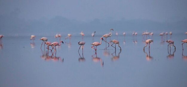 Flamingi minori o flaminghi sul lago in cerca di cibo