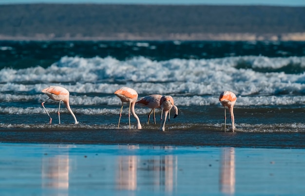 Flamingi nel paesaggio marino della Patagonia, in Argentina