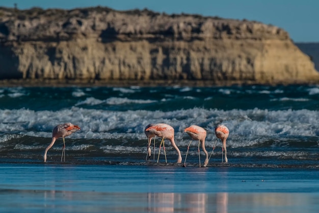 Flamingi nel paesaggio marino della Patagonia, in Argentina