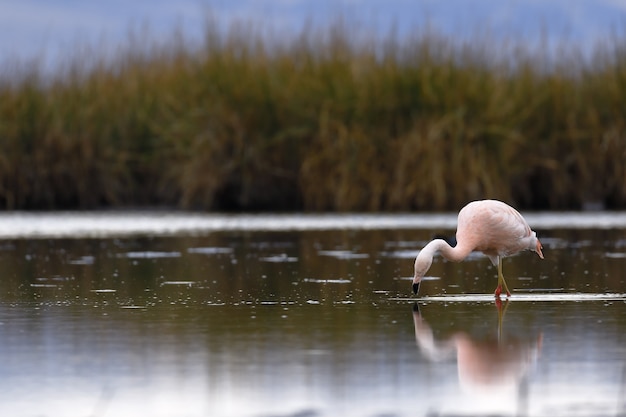 Flamingo cileno che cammina sulle rive del lago